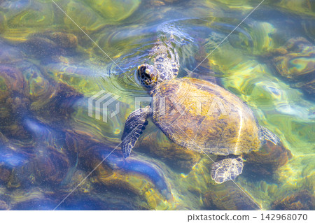 Sea turtle Turtles swim to the water surface in Brazil. Sea turtle Turtles swim to the water surface in Brazil. 142968070