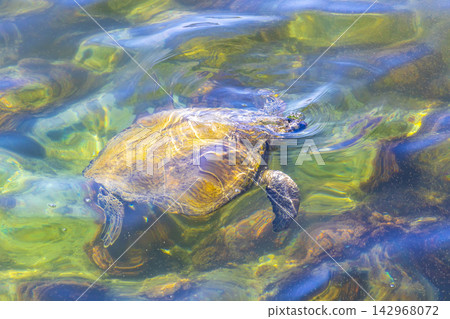 Sea turtle Turtles swim to the water surface in Brazil. Sea turtle Turtles swim to the water surface in Brazil. 142968072