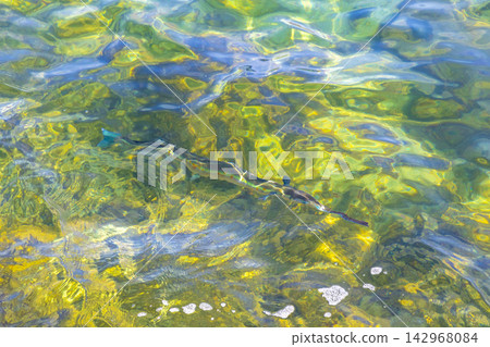 Trumpet fish trumpetfish swims on water surface in Brazil. 142968084