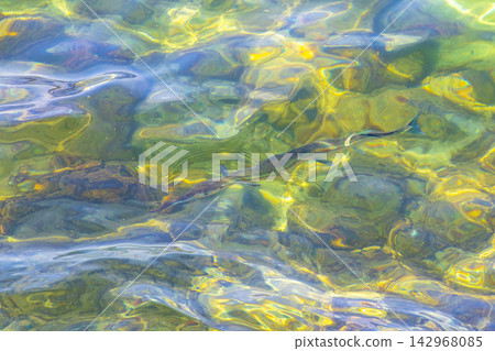 Trumpet fish trumpetfish swims on water surface in Brazil. Trumpet fish trumpetfish swims on water surface in Brazil. 142968085