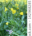 春日田野裡盛開著黃色的花朵和攀緣植物。 142968285