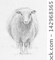 Sheep (front) 142968365