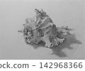 Tengu shell (Murex shell) 142968366