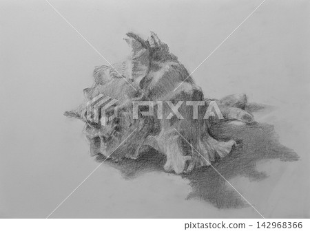 Tengu shell (Murex shell) 142968366