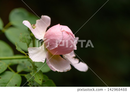 Close-up of a pink rosebud with dewdrops against a blurred background Close-up of a pink rosebud with dewdrops against a blurred background 142968488