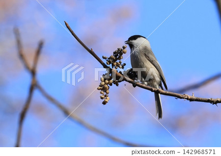 A willow tit forages on a branch in the highlands in early winter. A willow tit forages on a branch in the highlands in early winter. 142968571