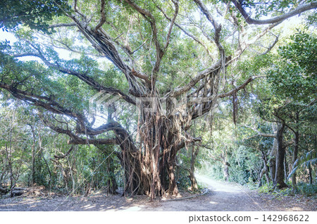 Banyan tree on Kudaka Island, Okinawa Banyan tree on Kudaka Island, Okinawa 142968622