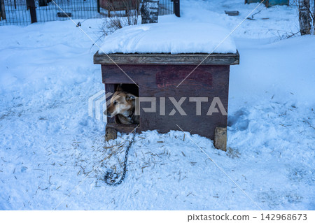 Sled dog houses at Listvyanka town, Russia. Sled dog houses are specialized shelters designed to keep working dogs warm and dry in Arctic environments. 142968673
