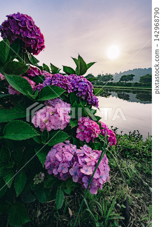 Sunrise and hydrangeas at Tako Town Hydrangea Park Sunrise and hydrangeas at Tako Town Hydrangea Park 142968790