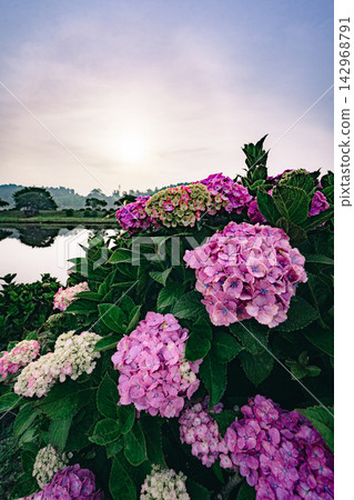 Sunrise and hydrangeas at Tako Town Hydrangea Park Sunrise and hydrangeas at Tako Town Hydrangea Park 142968791