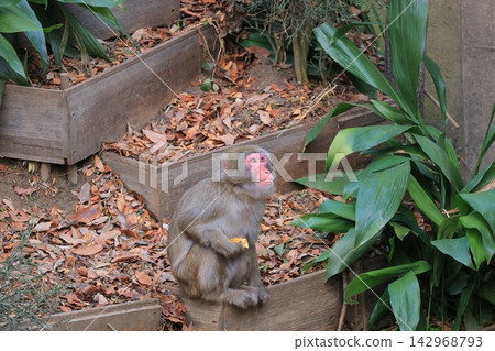 伊東洲森林公園猴子們的笑臉 伊東洲森林公園猴子們的笑臉 142968793