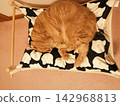 A cat sleeping soundly in a hammock. 142968813
