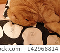 The face of a sleeping tabby cat 142968814