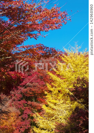 紅楓葉為河口湖周圍的秋景增添了絢麗的色彩。 紅楓葉為河口湖周圍的秋景增添了絢麗的色彩。 142968960