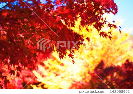 紅楓葉為河口湖周圍的秋景增添了絢麗的色彩。 142968961