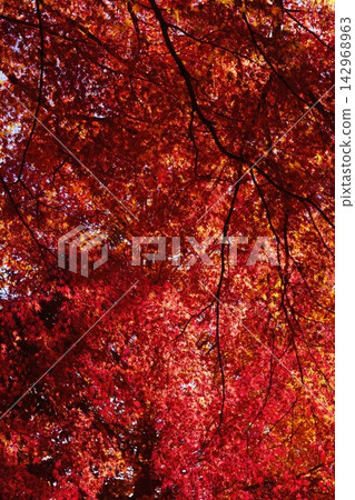 紅楓葉為河口湖周圍的秋景增添了絢麗的色彩。 紅楓葉為河口湖周圍的秋景增添了絢麗的色彩。 142968963