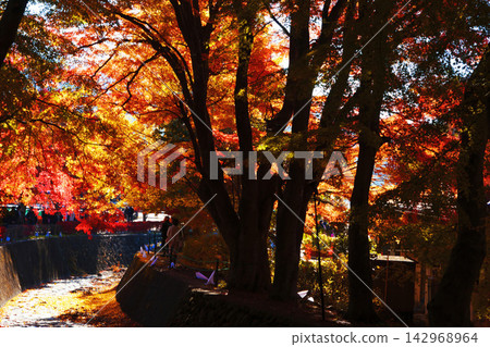 紅楓葉為河口湖周圍的秋景增添了絢麗的色彩。 142968964