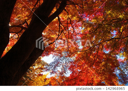 紅楓葉為河口湖周圍的秋景增添了絢麗的色彩。 紅楓葉為河口湖周圍的秋景增添了絢麗的色彩。 142968965