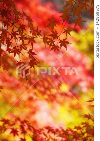 紅楓葉為河口湖周圍的秋景增添了絢麗的色彩。 紅楓葉為河口湖周圍的秋景增添了絢麗的色彩。 142968975