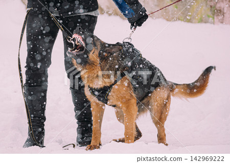 Training Of Purebred German Shepherd Young Dog Or Alsatian Wolf Dog. Attack And Defence. Winter Snowy Day Training Of Purebred German Shepherd Young Dog Or Alsatian Wolf Dog. Attack And Defence. Winter Snowy Day 142969222