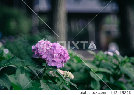 Pink hydrangeas at Nihonji Temple in Tako Town Pink hydrangeas at Nihonji Temple in Tako Town 142969248