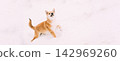 Young Japanese Small Size Shiba Inu Dog Play Outdoor In Snow, Snowdrift At Sunny Winter Day 142969260