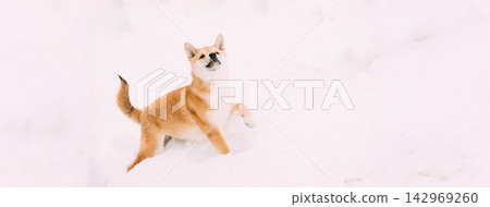 Young Japanese Small Size Shiba Inu Dog Play Outdoor In Snow, Snowdrift At Sunny Winter Day Young Japanese Small Size Shiba Inu Dog Play Outdoor In Snow, Snowdrift At Sunny Winter Day 142969260