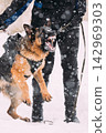 Training Of Purebred German Shepherd Young Dog Or Alsatian Wolf Dog. Attack And Defence. Winter Snowy Day Training Of Purebred German Shepherd Young Dog Or Alsatian Wolf Dog. Attack And Defence. Winter Snowy Day 142969303
