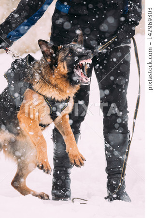 Training Of Purebred German Shepherd Young Dog Or Alsatian Wolf Dog. Attack And Defence. Winter Snowy Day Training Of Purebred German Shepherd Young Dog Or Alsatian Wolf Dog. Attack And Defence. Winter Snowy Day 142969303