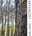Rough pine tree bark texture close up in forest 142969349
