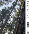 Pine tree canopy low angle view looking up at sky 142969351