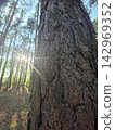 Rough pine tree bark with bright sunbeam in forest 142969352
