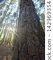 Pine tree bark texture with sun flare in forest 142969354