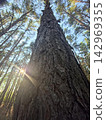 Pine tree trunk low angle perspective with sunbeam 142969355