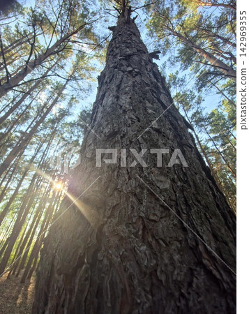 Pine tree trunk low angle perspective with sunbeam Pine tree trunk low angle perspective with sunbeam 142969355