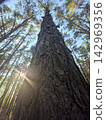 Tall pine tree trunk low angle view with sun flare 142969356