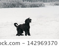 Portrait Of Young Black Giant Schnauzer Or Riesenschnauzer Dog At White Winter Snow Background Portrait Of Young Black Giant Schnauzer Or Riesenschnauzer Dog At White Winter Snow Background 142969370