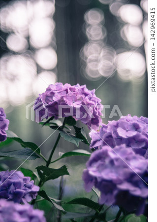 Purple hydrangeas with shimmering bokeh Purple hydrangeas with shimmering bokeh 142969415