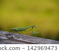 Mantis 142969473