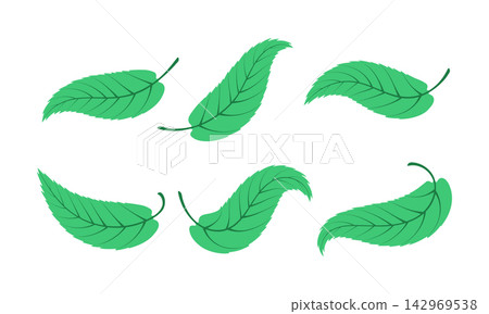 Set of hand drawn leaf illustrations isolated on white background Set of hand drawn leaf illustrations isolated on white background 142969538