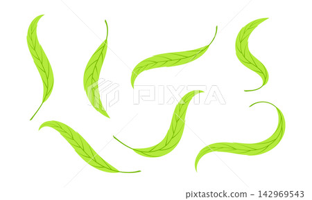 Set of hand drawn leaf illustrations isolated on white background 142969543