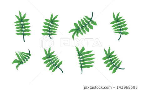 Set of hand drawn leaf illustrations isolated on white background Set of hand drawn leaf illustrations isolated on white background 142969593