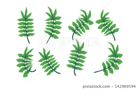 Set of hand drawn leaf illustrations isolated on white background Set of hand drawn leaf illustrations isolated on white background 142969594