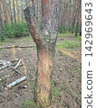 Forked pine tree trunk in coniferous forest 142969643