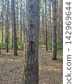 Pine tree trunk centered in coniferous forest 142969644