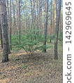 Young green bush in pine forest landscape 142969645