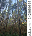 Pine forest canopy low angle view upward 142969646