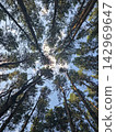 Pine forest canopy bottom view towards blue sky 142969647