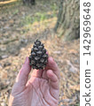 Hand holding pine cone in forest close up 142969648