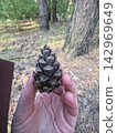 Person holding pine cone close up in forest 142969649